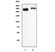 Western blot testing of human 1) Jurkat and 2) Raji cell lysate with CD45 antibody. Expected molecular weight: 147-220 kDa depending on glycosylation level.