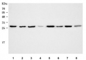 Western blot testing of 1) human HeLa, 2) human 293T, 3) human HepG2, 4) human A549, 5) rat brain, 6) rat liver, 7) mouse brain and 8) mouse liver tissue lysate with PGAM1 antibody. Predicted molecular weight ~29 kDa.