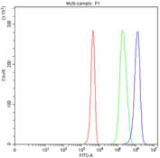 Flow cytometry testing of fixed and permeabilized human 293T cells with PGAM1 antibody at 1ug/million cells (blocked with goat sera); Red=cells alone, Green=isotype control, Blue= PGAM1 antibody.