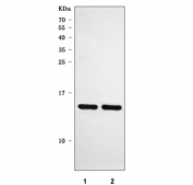 Western blot testing of 1) rat C6 and 2) moues RAW264.7 cell lysate with Profilin 3 antibody. Predicted molecular weight ~15 kDa.
