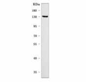 Western blot testing of human 293T cell lysate with SMCR8 antibody. Predicted molecular weight ~105 kDa but has been observed to migrate at higher molecular weights.