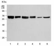 Western blot testing of 1) human HeLa, 2) human HEL, 3) human MOLT4, 4) human K562, 5) rat testis and 6) mouse testis tissue lysate with SMG9 antibody. Predicted molecular weight ~55 kDa and ~58 kDa (two isoforms).