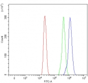 Flow cytometry testing of human HL60 cells with 4E-T antibody at 1ug/million cells (blocked with goat sera); Red=cells alone, Green=isotype control, Blue= 4E-T antibody.