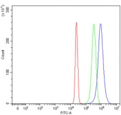 Flow cytometry testing of human HepG2 cells with PCCB antibody at 1ug/million cells (blocked with goat sera); Red=cells alone, Green=isotype control, Blue= PCCB antibody.