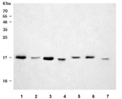 Western blot testing of 1) human HeLa, 2) human HCCT, 3) human HepG2, 4) rat liver, 5) rat RH35, 6) mouse liver and 7) mouse HEPA1-6 cell lysate with 40S ribosomal protein S14 antibody. Predicted molecular weight ~16 kDa.