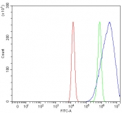 Flow cytometry testing of human HEL cells with SVOPL antibody at 1ug/million cells (blocked with goat sera); Red=cells alone, Green=isotype control, Blue= SVOPL antibody.