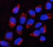 Immunofluorescent staining of FFPE human U-2 OS cells with OGDHL antibody (red) and DAPI nuclear stain (blue). HIER: steam section in pH6 citrate buffer for 20 min.
