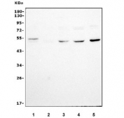 Western blot testing of human 1) ThP-1, 2) SW620, 3) Jurkat, 4) U-87 MG and 5) PC-3 cell lysate with GSDMD antibody. Predicted molecular weight ~53 kDa.