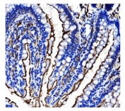 IHC staining of FFPE rat intestine tissue with CD13 antibody. HIER: boil tissue sections in pH8 EDTA for 20 min and allow to cool before testing.