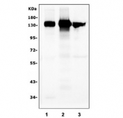 Western blot testing of 1) monkey kidney, 2) rat kidney and 3) rat liver tissue lysate with CD13 antibody. Expected molecular weight: 110-150 kDa depending on glycosylation level.