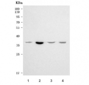 Western blot testing of 1) human HeLa, 2) human Jurkat, 3) human Caco-2 and 4) monkey COS-7 cell lysate with RPRD1B antibody. Predicted molecular weight ~37 kDa.