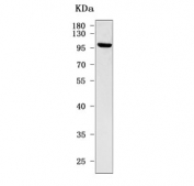 Western blot testing of human U-87 MG cell lysate with OLFML2B antibody. Predicted molecular weight ~84 kDa but may be observed at higher molecular weights due to glycosylation.