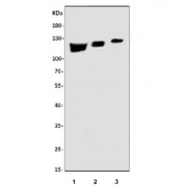 Western blot testing of human 1) K562, 2) HepG2 and 3) HeLa cell lysate with AlaRS antibody. Predicted molecular weight ~107 kDa.