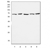 Western blot testing of human 1) Caco-2, 2) HepG2, 3) K562, 4) HEK293 and 5) HeLa cell lysate with ATIC antibody. Predicted molecular weight ~65 kDa.