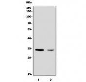 Western blot testing of 1) human U-87 MG and 2) mouse RAW264.7 cell lysate with CDR1 antibody. Predicted molecular weight ~31 kDa.