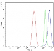 Flow cytometry testing of human HepG2 cells with Calponin 3 antibody at 1ug/million cells (blocked with goat sera); Red=cells alone, Green=isotype control, Blue= Calponin 3 antibody.