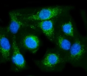 Immunofluorescent staining of FFPE human A549 cells with COX6B1 antibody (green) and DAPI nuclear stain (blue). HIER: steam section in pH6 citrate buffer for 20 min.