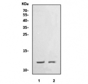 Western blot testing of 1) rat heart and 2) mouse heart tissue lysate with COX6B1 antibody. Predicted molecular weight ~10 kDa.