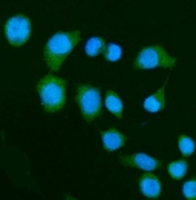 Immunofluorescent staining of FFPE human SiHa cells with DAP-1 antibody (green) and DAPI nuclear stain (blue). HIER: steam section in pH6 citrate buffer for 20 min.