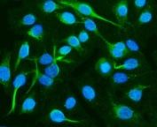 Immunofluorescent staining of FFPE human A549 cells with CRMP2 antibody (green) and DAPI nuclear stain (blue). HIER: steam section in pH6 citrate buffer for 20 min.
