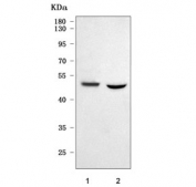 Western blot testing of 1) human PC-3 and 2) rat C6 cell lysate with PRSS35 antibody. Predicted molecular weight ~47 kDa.