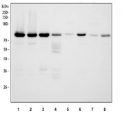 Western blot testing of 1) human HeLa, 2) human 293T, 3) human K562, 4) human ThP-1, 5) rat brain, 6) rat testis, 7) mouse brain and 8) mouse testis tissue lysate with FAS-associated factor 1 antibody. Expected molecular weight ~74 kDa.
