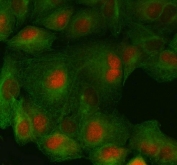 Immunofluorescent staining of FFPE human A549 cells with FAS-associated factor 1 antibody (red) and Beta Tubulin mAb (green). HIER: steam section in pH6 citrate buffer for 20 min.