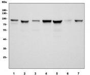 Western blot testing of human 1) HEK293, 2) HeLa, 3) MCF7, 4) Jurkat, 5) K562, 6) Caco-2 and 7) U-937 cell lysate with FUBP2 antibody. Predicted molecular weight ~73 kDa.