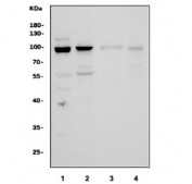 Western blot testing of 1) rat brain, 2) rat stomach, 3) mouse brain and 4) mouse stomach tissue lysate with FUBP2 antibody. Predicted molecular weight ~73 kDa.