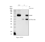 Immunoprecipitation of FUBP2 protein from 500ug of human K562 whole cell lysate with 2ug of FUBP2 antibody.