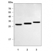 Western blot testing of 1) rat stomach, 2) mouse pancreas and 3) mouse MFC cell lysate with PRSS27 antibody. Predicted molecular weight ~32 kDa.