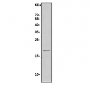 Western blot testing of human K562 cell lysate with MAFG antibody. Predicted molecular weight ~18 kDa.