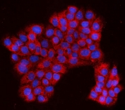 Immunofluorescent staining of FFPE human A431 cells with PRDM3 antibody (red) and DAPI nuclear stain (blue). HIER: steam section in pH6 citrate buffer for 20 min.