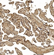 IHC staining of FFPE human placental tissue with Nucleoredoxin antibody. HIER: boil tissue sections in pH8 EDTA for 20 min and allow to cool before testing.