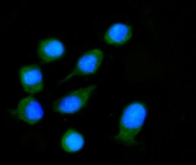 Immunofluorescent staining of FFPE human Caco-2 cells with Nucleoredoxin antibody (green) and DAPI nuclear stain (blue). HIER: steam section in pH6 citrate buffer for 20 min.