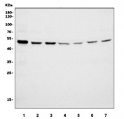 Western blot testing of human 1) Caco-2, 2) HepG2, 3) HEK293, 4) A549, 5) U-2 OS, 6) A431 and 7) HeLa cell lysate with Nucleoredoxin antibody. Predicted molecular weight ~48 kDa.