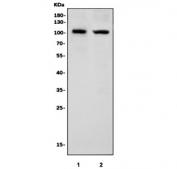 Western blot testing of human 1) HL-60 and 2) K562 cell lysate with ORC1 antibody. Predicted molecular weight ~97 kDa.