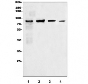 Western blot testing of 1) human Jurkat, 2) human HeLa, 3) rat PC-12 and 4) mouse RAW264.7 cell lysate with PIK3R1 antibody. Predicted molecular weight ~85 kDa.