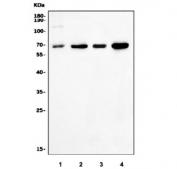 Western blot testing of human 1) Jurkat, 2) HepG2, 3) HL60 and 4) K562 cell lysate with CoREST antibody. Predicted molecular weight ~53 kDa, commonly observed at 53-66 kDa.