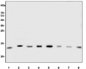 Western blot testing of 1) human HeLa, 2) human HEK293, 3) human Jurkat, 4) human Raji, 5) human K562, 6) rat pancreas, 7) mouse pancreas and 8) mouse NIH 3T3 cell lysate with Eukaryotic translation initiation factor 1 antibody. Predicted molecular weight ~13 kDa.