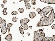 IHC staining of FFPE human placental tissue with Eukaryotic translation initiation factor 1 antibody. HIER: boil tissue sections in pH8 EDTA for 20 min and allow to cool before testing.