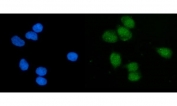 Immunofluorescent staining of FFPE human T-47D cells with Eukaryotic translation initiation factor 1 antibody (green) and DAPI nuclear stain (blue). HIER: steam section in pH6 citrate buffer for 20 min.