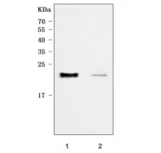 Western blot testing of human 1) HepG2 and 2) 293T cell lysate with RAB43 antibody. Predicted molecular weight ~23 kDa.