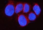Immunofluorescent staining of FFPE human MCF7 cells with RAB43 antibody (red) and DAPI nuclear stain (blue). HIER: steam section in pH6 citrate buffer for 20 min.
