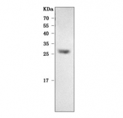 Western blot testing of human ARPE-19 cell lysate with Recoverin antibody. Predicted molecular weight ~23 kDa.
