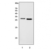 Western blot testing of 1) rat liver and 2) mouse liver tissue lysate with Nr0b2 antibody. Predicted molecular weight ~28 kDa.
