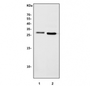 Western blot testing of 1) rat liver and 2) mouse liver tissue lysate with Nr0b2 antibody. Predicted molecular weight ~28 kDa.