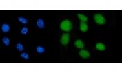 Immunofluorescent staining of FFPE mouse RM-1 cells with Nr0b2 antibody (green) and DAPI nuclear stain (blue). HIER: steam section in pH6 citrate buffer for 20 min.