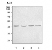 Western blot testing of 1) human SH-SY5Y, 2) rat brain, 3) rat PC-12 and 4) mouse brain tissue lysate with PRPF18 antibody. Predicted molecular weight ~40 kDa.