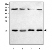 Western blot testing of human 1) HeLa, 2) Jurkat, 3) HepG2 and 4) MCF7 cell lysate with RPS13 antibody. Predicted molecular weight ~17 kDa.